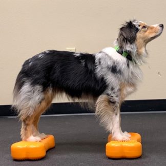 FitPAWS K9FITbone mini, 2pk - Mango