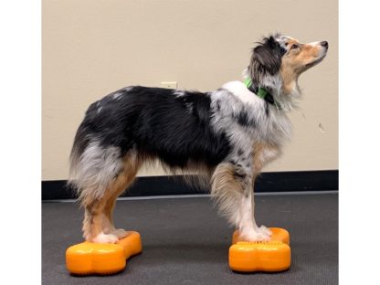 FitPAWS K9FITbone mini, 2pk - Mango