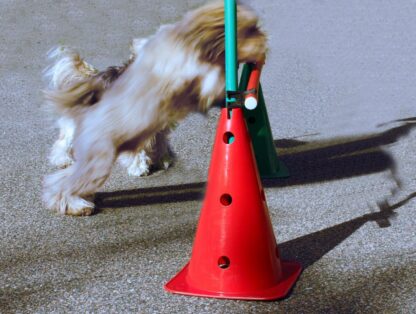 Cavaletti-sett, mellomstore til store hunder - Bilde 3