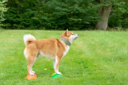 Paw pods 4 stk - Bilde 2