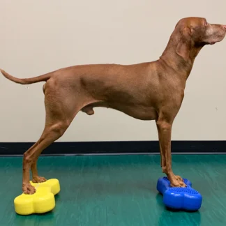 Mini K9FITbone, 2pk - Blå