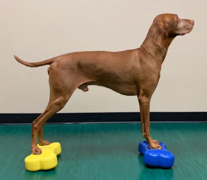Mini K9FITbone, 2pk - Blå
